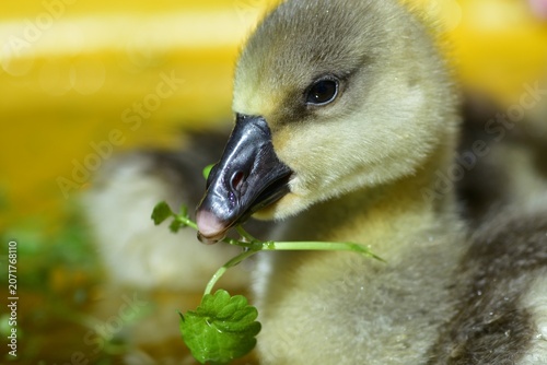 Photos Close-up of a young gosling swimming in shallow water on a sunny day