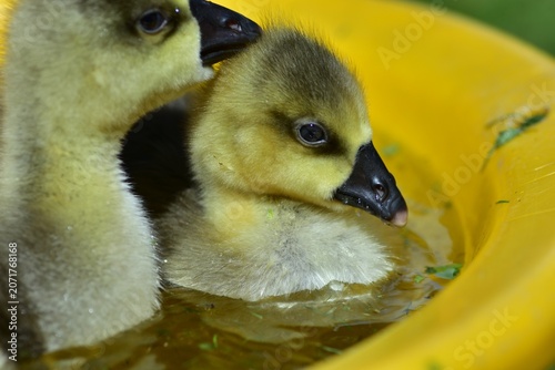 Tableau sur toile Close-up of a young gosling swimming in shallow water on a sunny day