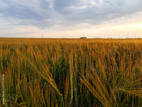 Blue-pink sky over yellow-orange-green wheat field.