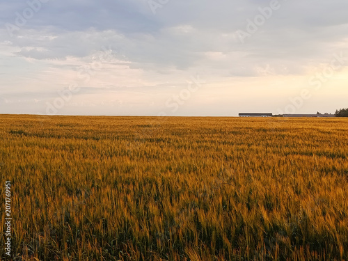 Blue-pink sky over yellow-orange-green wheat field.