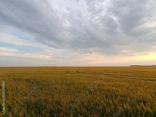 Blue-pink sky over yellow-orange-green wheat field.