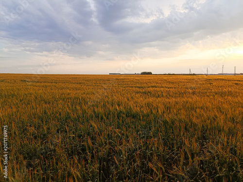 Blue-pink sky over yellow-orange-green wheat field.