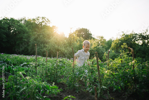 фотографія A heartwarming scene of a curious young boy walking through a vibrant home garden filled with tomato plants during the golden hour