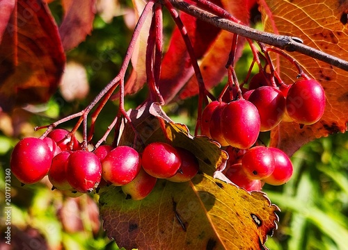 red berries on a branch