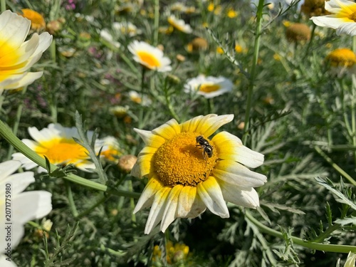 Obraz na plátne Bee on a white and yellow daisy flower