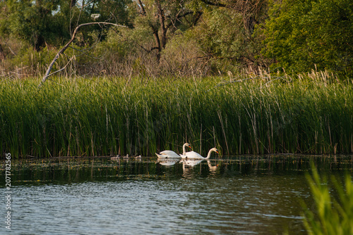 Canvas-taulu Swans with their offspring are swimming on the lake.