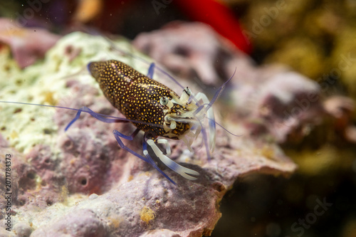 Gambero Vinaio (Gnatophyllum elegans) Spotted Bumblebee Shrimp - Gnathophyllum elegans Alghero, Capo Caccia, Sardinia, Italy