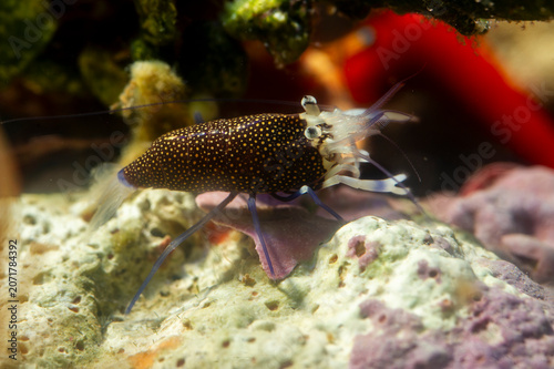 Gambero Vinaio (Gnatophyllum elegans) Spotted Bumblebee Shrimp - Gnathophyllum elegans Alghero, Capo Caccia, Sardinia, Italy