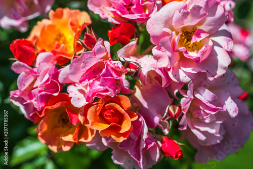 Colorful roses bloom in a garden during spring with various shades of pink and orange in bright sunlight