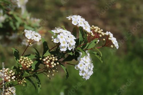 日本の春の庭に咲く白い小さな花びらに多数の雄しべがあるコデマリの花