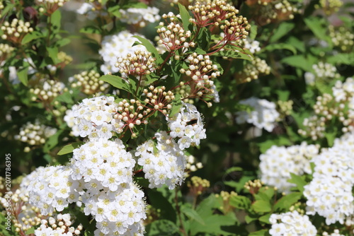 日本の春の庭に咲く白い小さな花びらに多数の雄しべがあるコデマリの花