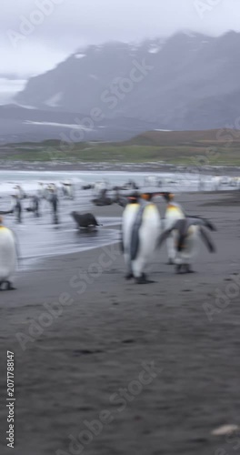 King Penguins Walking Across Gray Sandy Beach on South Georgia Island with Ocean in Background