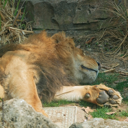 lion resting on the ground in the zoo, sleeping king of the jungle