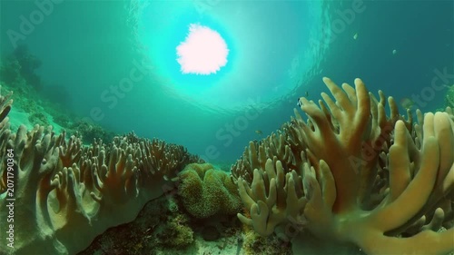 Colourful tropical coral reef. Tropical coral reef. Underwater fishes and corals. Philippines.