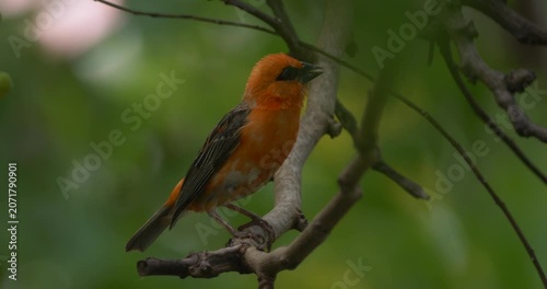 Vibrant red Fody bird of Mauritius perching in natural environment - 4K
