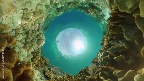Coral reef and tropical fishes. The underwater world of the Philippines. Underwater colorful tropical coral reef seascape.
