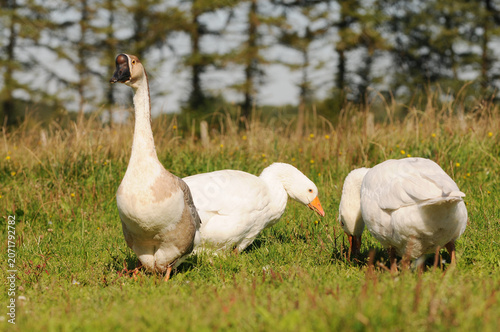 Three domestic geese grazing on a green meadow in a rural landscape. Farm animals feeding peacefully outdoors on grassland.
