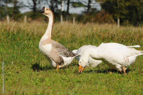 Three domestic geese grazing on a green meadow in a rural landscape. Farm animals feeding peacefully outdoors on grassland.