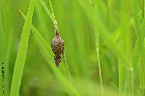 Feenlämpchen, getarnter Kokon einer Feenlämpchenspinne (Agroeca).