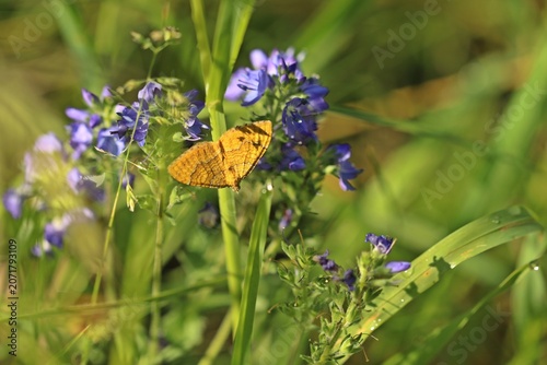 Ockergelber Blattspanner (Camptogramma bilineata)