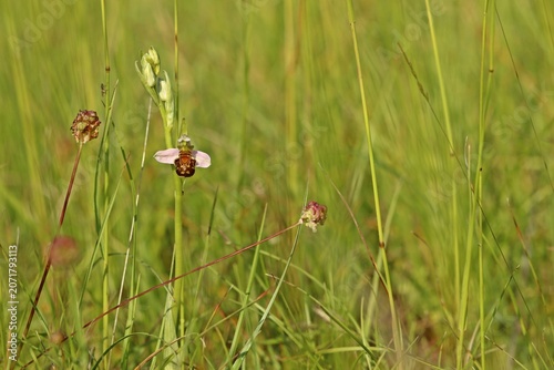 Bienen-Ragwurz (Ophrys apifera)