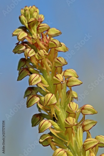 Ohnhorn (Aceras anthropophorum)