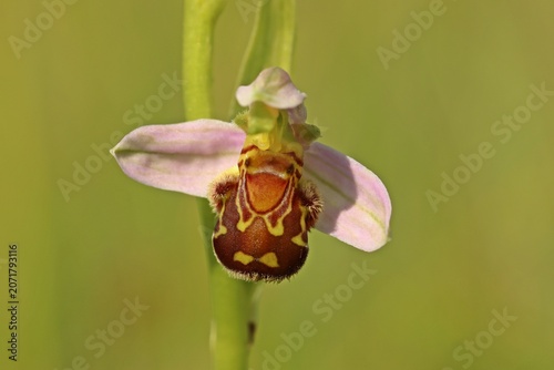 Bienen-Ragwurz (Ophrys apifera)