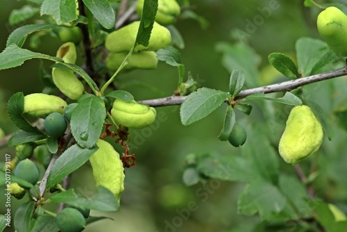Von der  Pflaumen-Narrentasche (Taphrina pruni) befallene Schlehenfrüchte