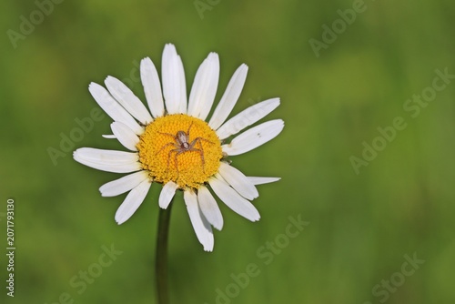 Laufspinne der Gattung Philodromus auf Margerite