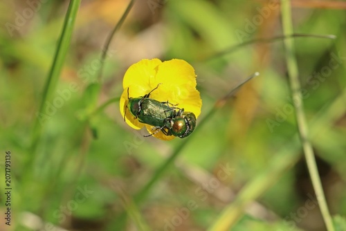 Seidige Fallkäfer (Cryptocephalus sericeus) bei der Paarung.in Hahnenfußblüte