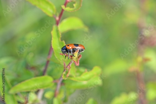 Ameisensackkäfer (Clytra laeviuscula)