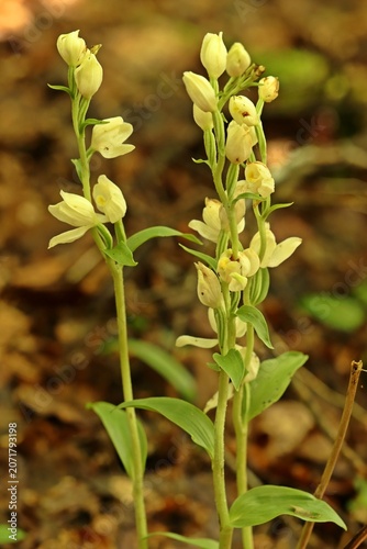Weißes Waldvöglein (Cephalanthera damasonium)
