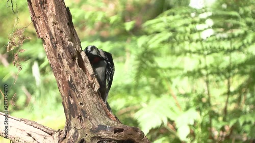 Great Spotted Woodpecker Cracking a Hazelnut on Tree Branch in Natural Forest Habitat	