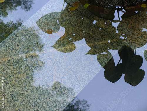 shadow of a green leaf in water