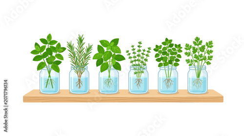 Fresh Culinary Herbs Propagating in Glass Jars Vector