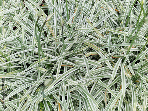 Striking Agapanthus silver moon creamy-edged green foliage with flower buds. Overhead composition authentic photography with copy-space for gardening and graphic users.