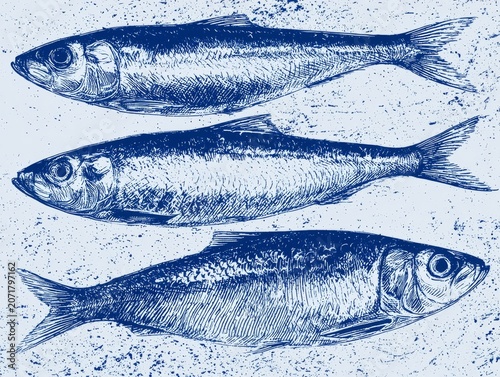Hand drawn sardines composition in blue ink style, coastal food illustration 