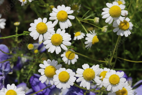 日本の春の公園に咲く白い舌状花に黄色い筒状花のカモミールの花