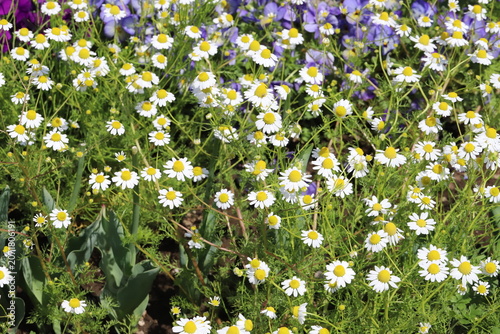 日本の春の公園に咲く白い舌状花に黄色い筒状花のカモミールの花