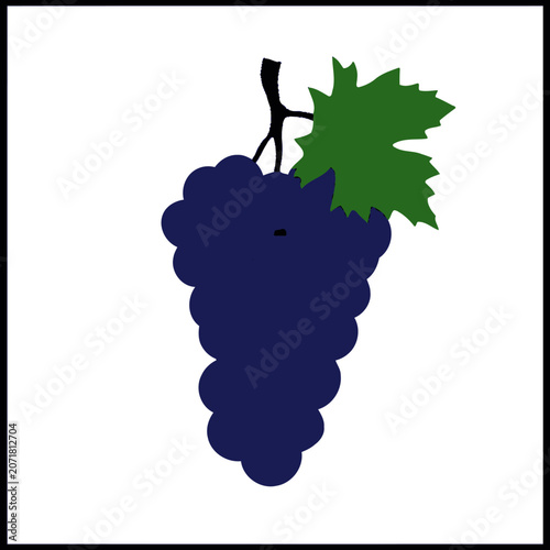 Bunch of green grapes vector illustration on vine with leaves and branch