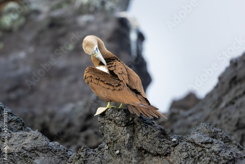 Fotografija Cocos booby preening on a rock