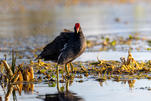 Canvas Print Common gallinule standing in the marshes