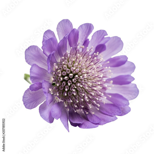 A close-up of a purple flower on a white background
