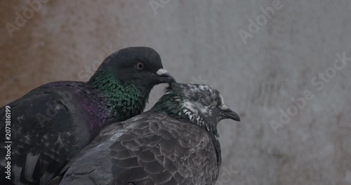 Pigeon grooming its mate - love between birds - 4K