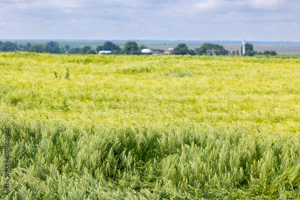 Obraz premium A wide agricultural field of green cereal grain crops under a partly cloudy sky, with distant structures and rural trees on the horizon during daylight hours