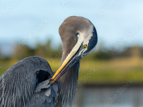 Photos Great blue heron preening close-up