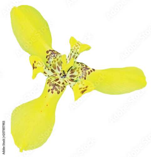 yellow flower on white background