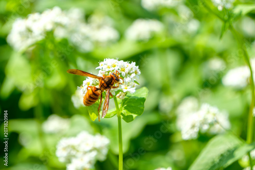 Foto Close up of a yellow hornet gathering on white buckwheat flowers blooming in the