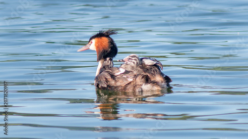 great crested grebe