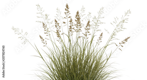 Tall Grasses swaying gently in diffused sunlight with delicate seed heads isolated on transparent background